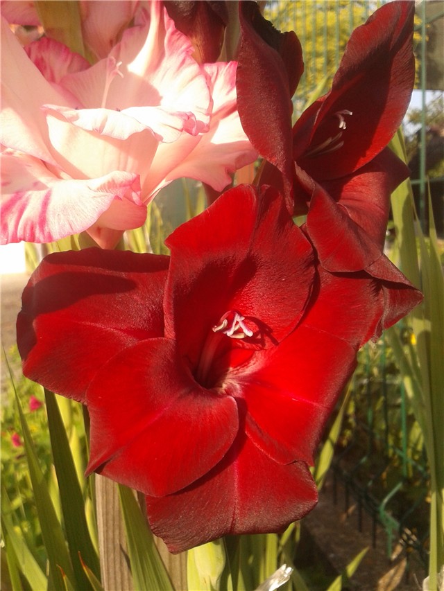 Gladiole